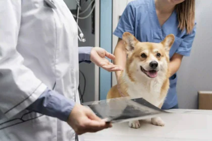 Why Regular Checkups are Important to Your Pet's Health