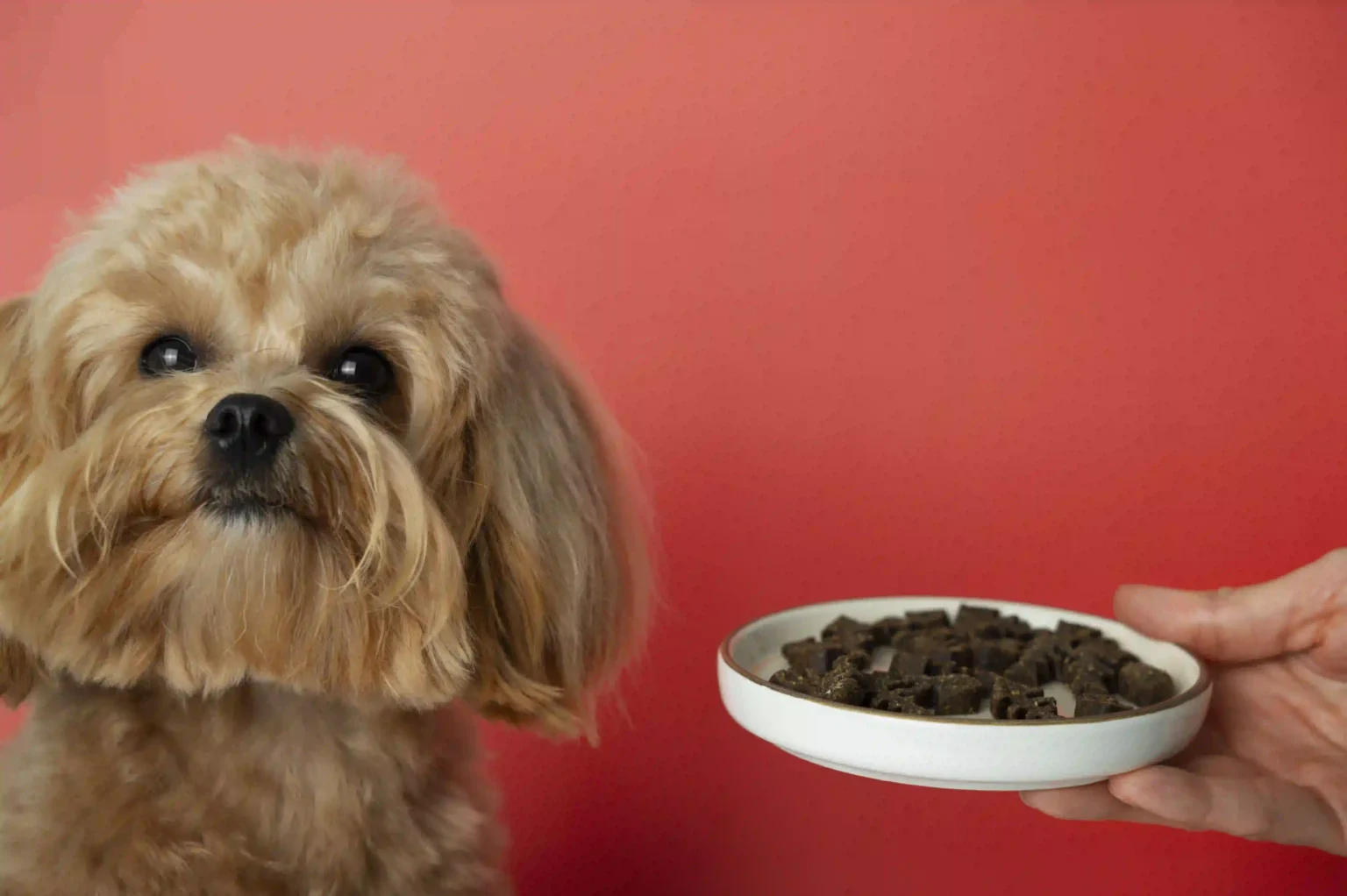 Switch From Puppy to Adult Dog Food