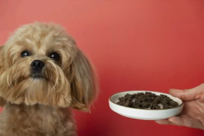 Switch From Puppy to Adult Dog Food