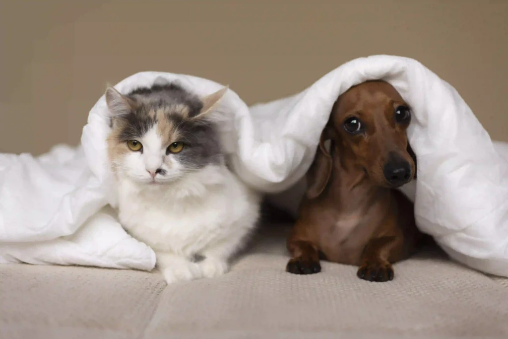 Winter Tips for Dogs and Cats