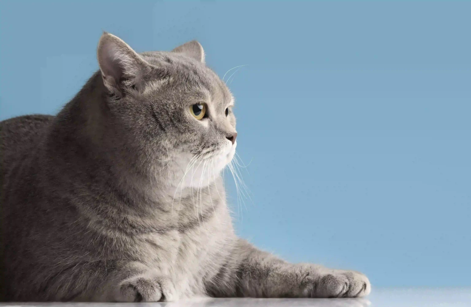 5 Cat Personalities and What They Reveal About Your Pet