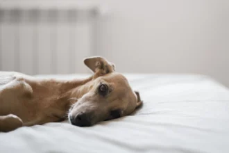 Is Your Dog Depressed 4 Warning Signs and What to Do