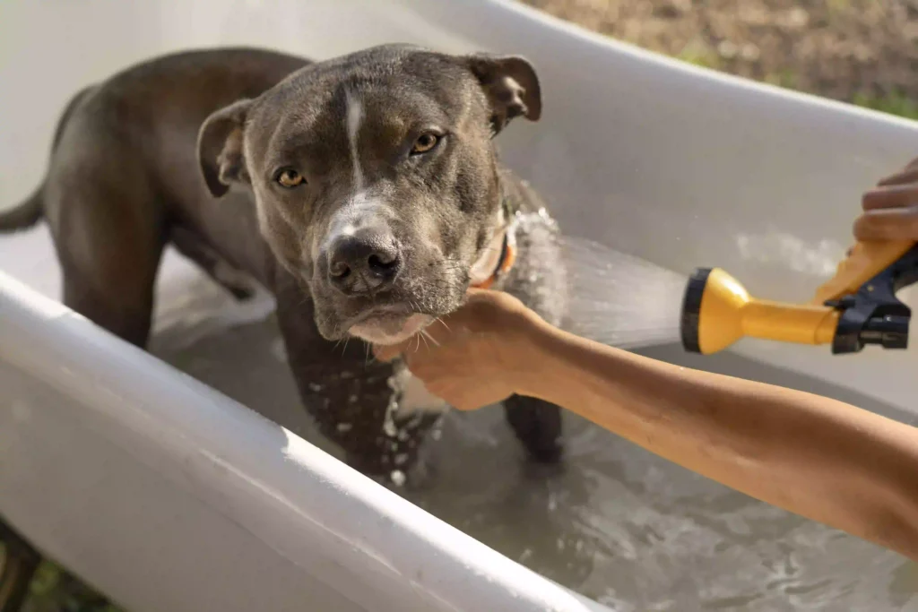 bathing your dog