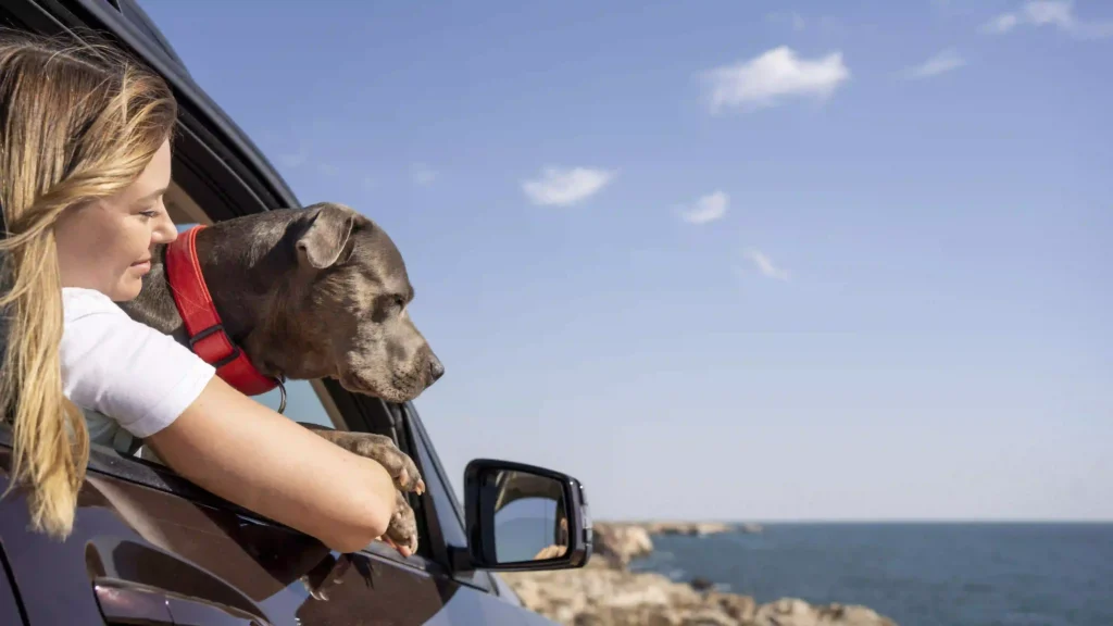 Pro Tips for Budget Friendly Travel With Your Dog