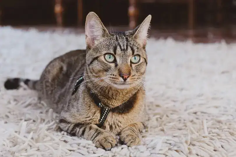 Turn an Outdoor Cat Into an Indoor Cat