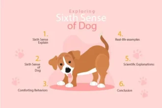 Sixth Sense of Dogs