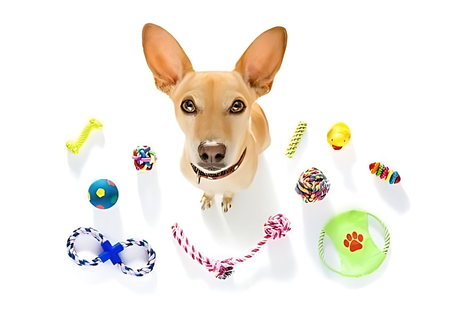 Tips and Tricks for Selecting the Safest and Most Durable Chew Toys